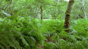 bKNE300720110037 mini