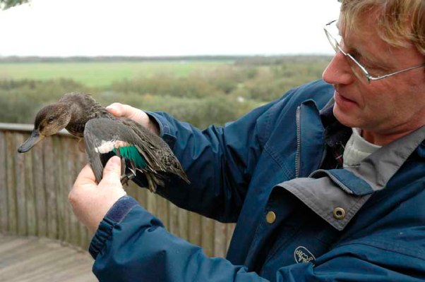 Krickente im Vogelpark von Marquenterre (c) Michael Kneffel