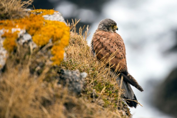 Ein junger Turmfalke sitzt nur wenige Meter entfernt vom Wanderweg © Michael Kneffel