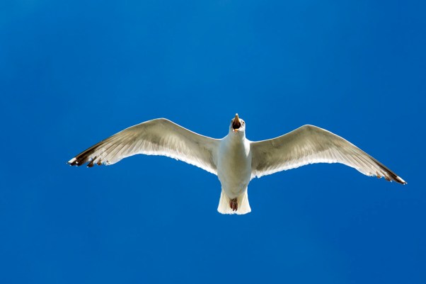Möwe über Quiberon © Michael Kneffel