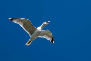 Möwe über Quiberon © Michael Kneffel