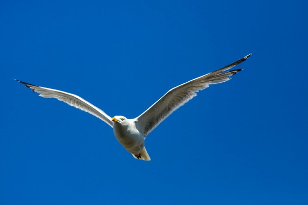 Möwe über Quiberon © Michael Kneffel