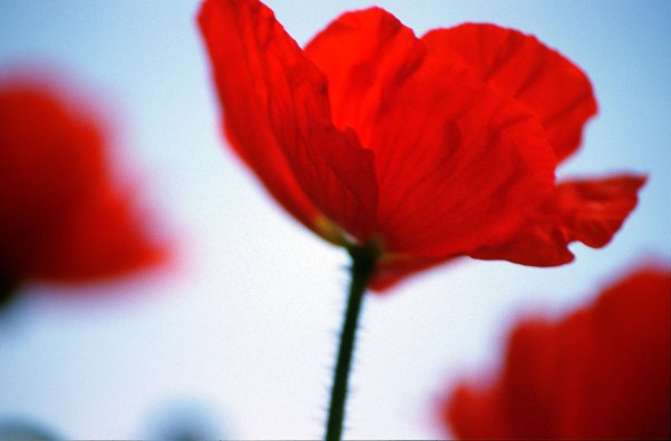 roter Mohn © Michael Kneffel