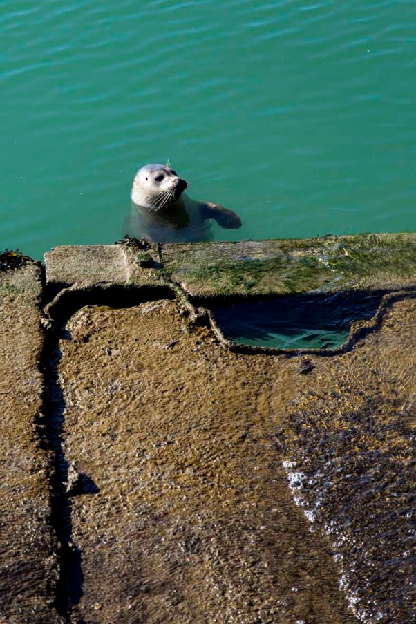Seehund im Innenhafen Dünkirchens  © Michael Kneffel