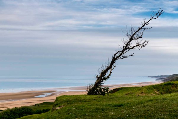 verkümmerter Baum über dem Omaha Beach © Michael Kneffelaum über dem Omaha 