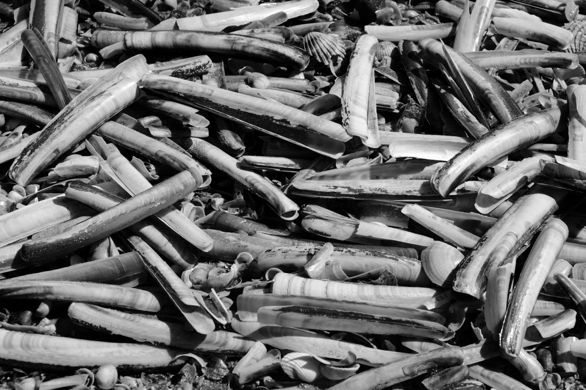 Trouville-sur-Mer im Juli 2016 © Michael Kneffel