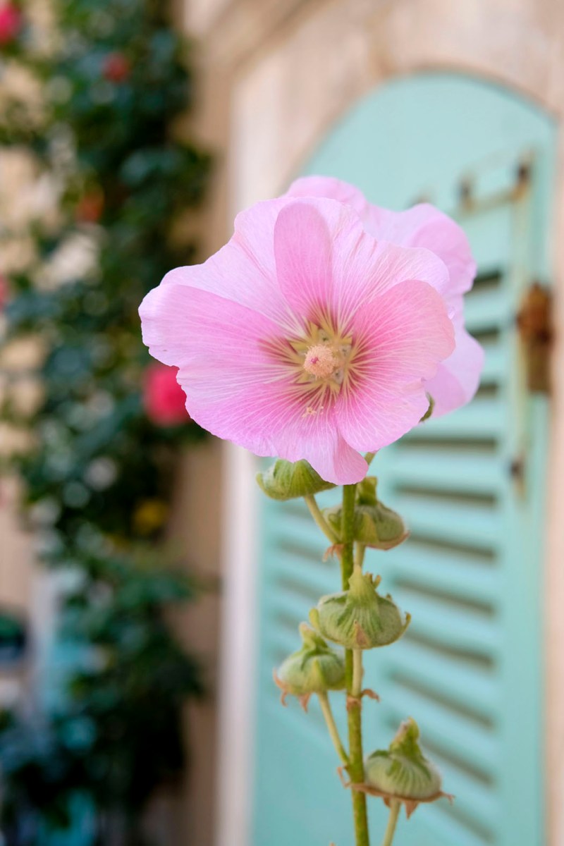 Stockrosen gibt es überall in der Stadt © Michael Kneffel